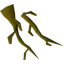 Oak roots