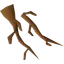 Maple roots