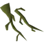 Yew roots