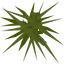 Weeds