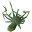 Spider carcass