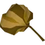 Grand seed pod